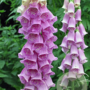 Digitalis purpurea GM P9 BIO
