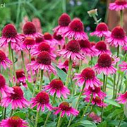 Echinacea Delicious Candy GM P9 BIO