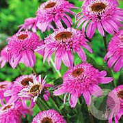 Echinacea p. 'Pink Double Delight' GM P9 BIO