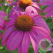Echinacea p. Powwow Wild Berry GM P9 BIO