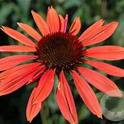 Echinacea p. 'Sundown' GM P9 BIO