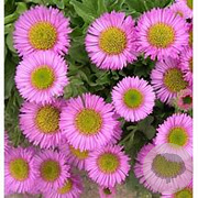 Erigeron gl. 'Sea Breeze' GM P9 BIO