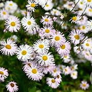 Erigeron 'Sommerneuschnee' GM P9 BIO