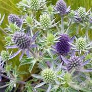 Eryngium pl. 'Blauer Zwerg' GM P9 BIO