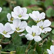 Erodium reichardii 'Album' GM P9 BIO