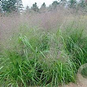 Eragrostis trichodes GM P9 BIO