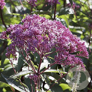 Eupatorium 'Baby Joe' GM P9 BIO