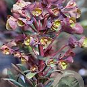Euphorbia Blackbird GM P9 BIO