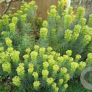 Euphorbia characias characias GM P9 BIO