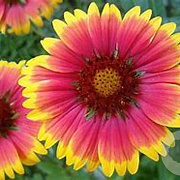 Gaillardia 'Bremen' GM P9 BIO