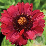 Gaillardia gr. Mesa Red GM P9 BIO