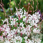 Gaura lindheimeri 'Flaming White' GM P9 BIO