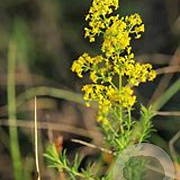 Galium verum GM P9 BIO