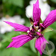 Geranium 'Catherine Deneuve' GM P9 BIO