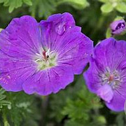 Geranium sang. 'Max Frei' GM P9 BIO