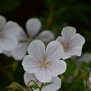 Geranium clarkei 'Kashmir White' GM P9 BIO