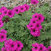 Geranium cinereum subcaulescens GM P9 BIO