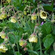 Geum 'Lemon Drops' GM P9 BIO