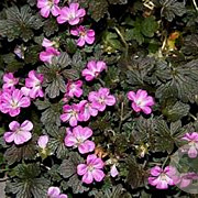 Geranium Orkney Cherry GM P9 BIO