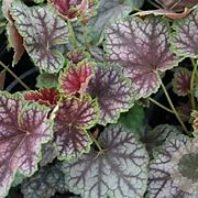 Heuchera 'Beauty Colour' GM P9 BIO