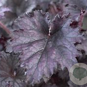 Heuchera 'Black Sea' GM P9 BIO
