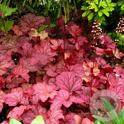 Heuchera 'Berry Smoothie' GM P9 BIO