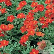 Helianthemum 'Fire Dragon' GM P9 BIO