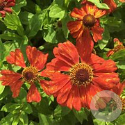 Helenium 'Indianersommer' GM P9 BIO