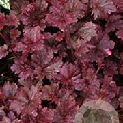 Heuchera 'Midnight Rose' GM P9 BIO