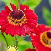 Helenium 'Ranchera' GM P9 BIO