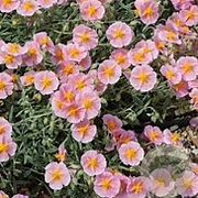 Helianthemum 'Rhodanthe Carneum' GM P9 BIO