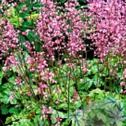 Heucherella 'Tapestry' GM P9 BIO