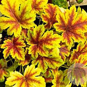 Heucherella 'Golden Zebra' GM P9 BIO