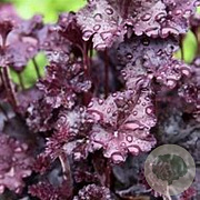 Heuchera 'Melting Fire' GM P9 BIO