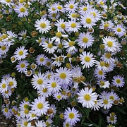 Kalimeris incisa 'Charlotte' GM P9 BIO