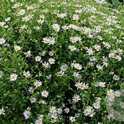 Kalimeris incisa GM P9 BIO