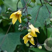 Kirengeshoma palmata GM P9 BIO