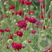 Knautia m. 'Mars Midget' GM P9 BIO