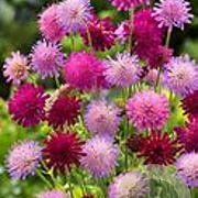 Knautia m. 'Melton Pastels' GM P9 BIO