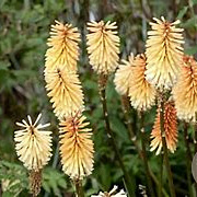 Kniphofia 'Tawny King' GM P9 BIO