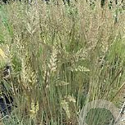 Koeleria glauca GM P9 BIO
