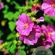Lavatera 'Bredon Springs' GM P9 BIO