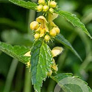 Lamiastrum galeobdolon GM P9 BIO