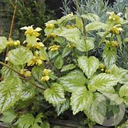 Lamiastrum gal. 'Florentinum' GM P9 BIO