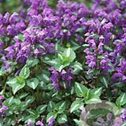 Lamium mac. 'Chequers' GM P9 BIO