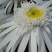 Leucanthemum (S) 'Christ. Hagemann' GM P9 BIO