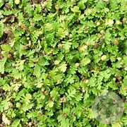 Leptinella dioica 'Minima' GM P9 BIO