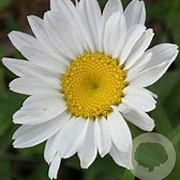 Leucanthemum (S) 'Dwarf Snow Lady' GM P9 BIO