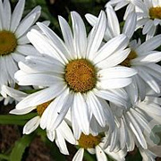 Leucanthemum (S) 'Gruppenstolz' GM P9 BIO
