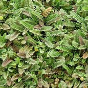 Leptinella potentillina GM P9 BIO